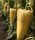 Paprika Trinity 100 szem Capsico