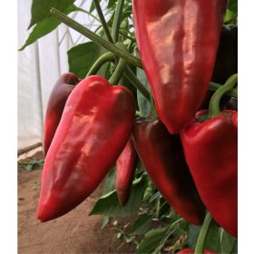 Paprika Cahuna 100 szem Capsico