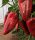 Paprika Cahuna 100 szem Capsico