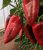 Paprika Cahuna 100 szem Capsico