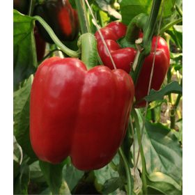 Paprika Armand 100 szem Capsico