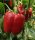 Paprika Armand 100 szem Capsico
