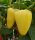 Paprika Borka 100 szem Capsico