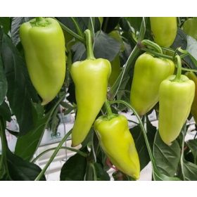 Paprika Gilda 250 szem Duna-R