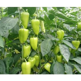 PAPRIKA Twin F1 250 SZEM DUNA-R