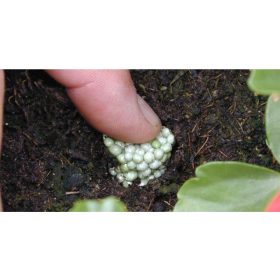   Basacote tabletta 13-5-18+TE 6M  / virágos növényekhez (Növénydoktor)