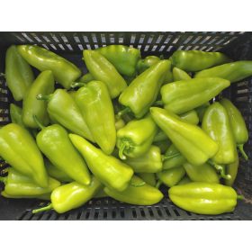 Paprika Dinamo 1000 szem Capsico