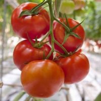 Paradicsom