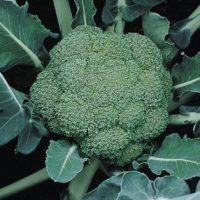 Brokkoli