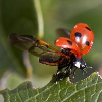 Biológiai tápanyagpótlók / Szervestrágyák